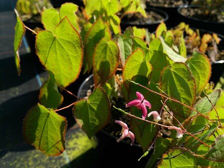 Epimedium rubrum 2L - image 2