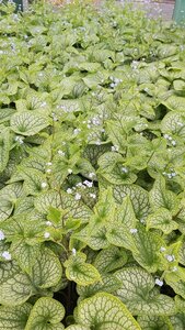 Brunnera macr. 'Alexanders Great' 2L - image 4