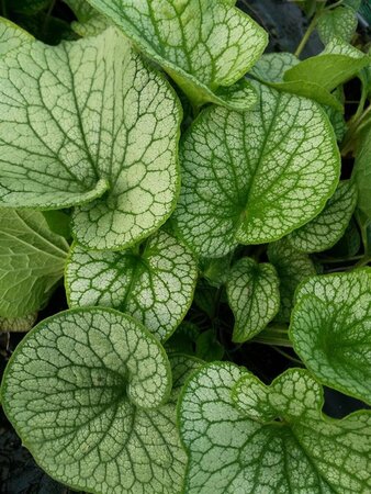 Brunnera macr. 'Alexanders Great' 2L - image 3