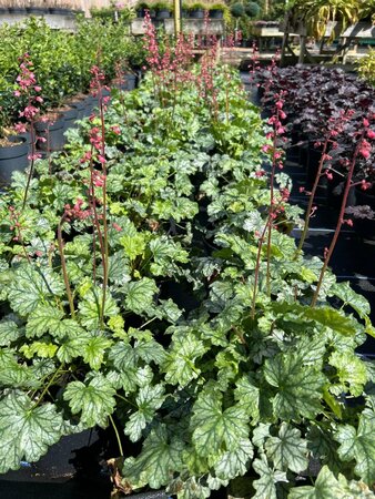 Heuchera 'Paris' 2L