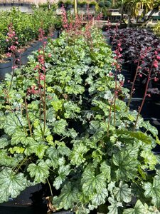 Heuchera 'Paris' 2L