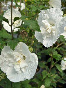 Hibiscus syr. White Chiffon 3L - image 1