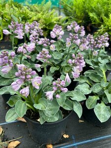 Hosta 'Blue Mouse Ears' 2L