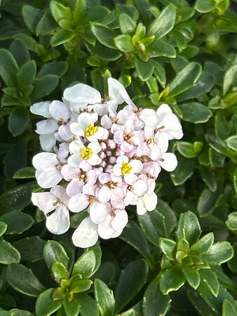 Iberis semp. 'Pink Ice' 2L - image 1