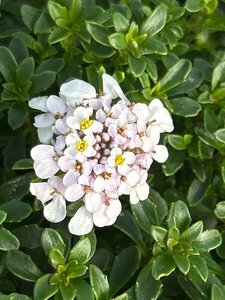 Iberis semp. 'Pink Ice' 2L