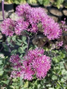 Thalictrum 'Little Pinkie' 2L