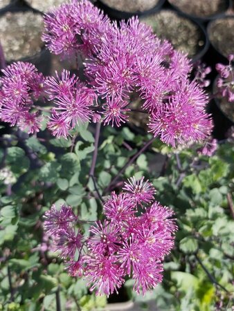 Thalictrum 'Little Pinkie' 2L - image 2