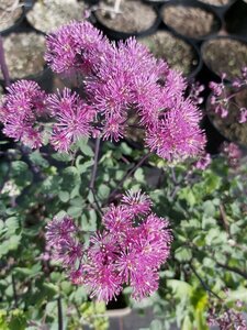 Thalictrum 'Little Pinkie' 2L - image 3