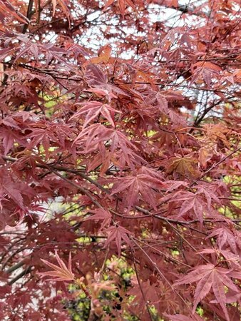 Acer pal. 'Deshojo' 200/250 35L