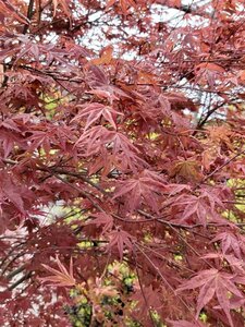 Acer pal. 'Deshojo' 200/250 35L