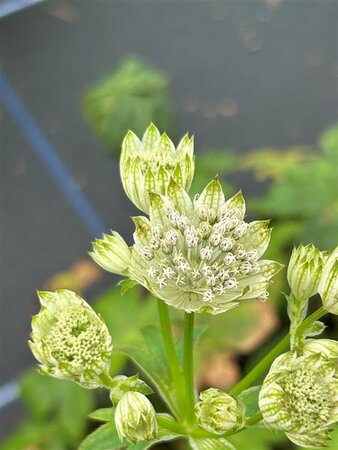 Astrantia maj. 'Shaggy' 2L - image 2