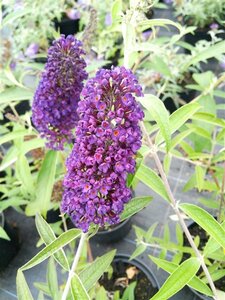 Buddleja d. 'Black Knight' 3L - image 2