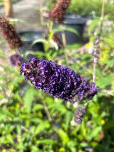 Buddleja d. 'Black Knight' 3L