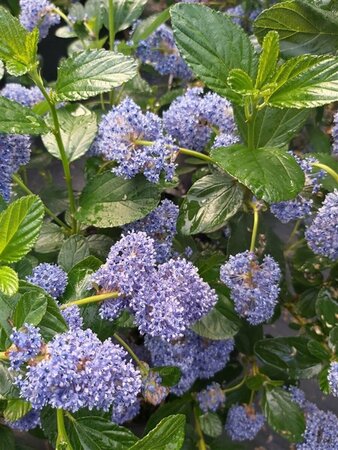 Ceanothus arboreus Trewithen Blue 3L