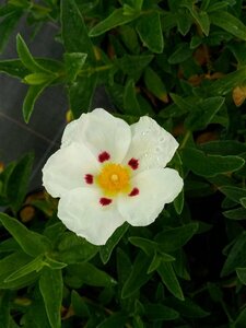 Cistus dansereaui 'Decumbens' 3L