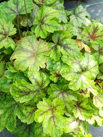 Heucherella Tapestry 2L - image 1