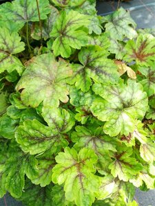 Heucherella Tapestry 2L