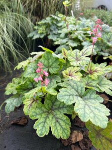 Heucherella Tapestry 2L - image 2