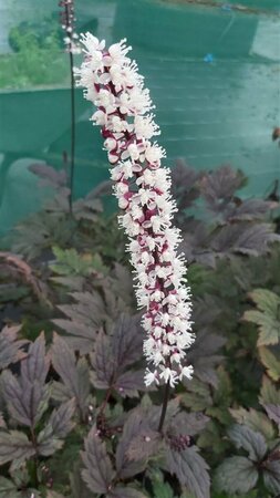 Actaea simp. 'Black Negligee' 2L