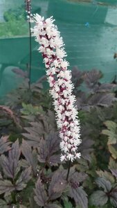 Actaea simp. 'Black Negligee' 2L