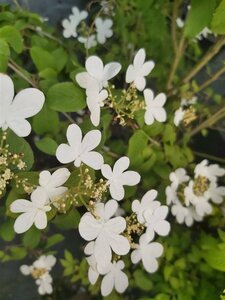 Viburnum plic. 'Summer Snowflake' 3L - image 2