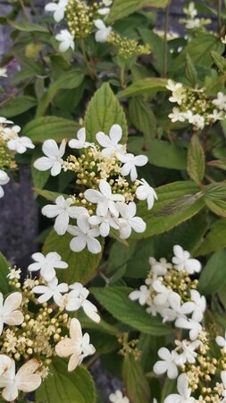 Viburnum plic. 'Summer Snowflake' 3L - image 3