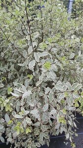 Pittosporum ten Elizabeth 120-140 25L