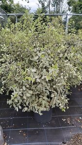 Pittosporum ten Elizabeth 120-140 25L - image 2