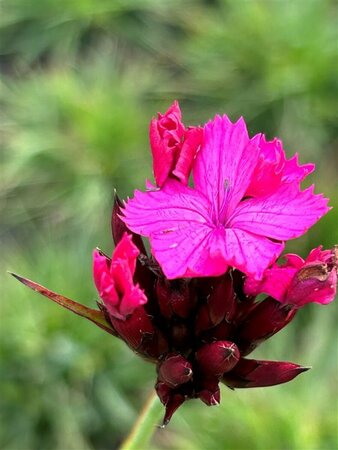 Dianthus carthusianorum 2L - image 1