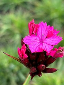 Dianthus carthusianorum 2L