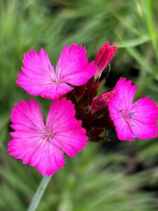 Dianthus carthusianorum 2L - image 2