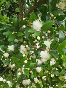 Myrtus communis 3L