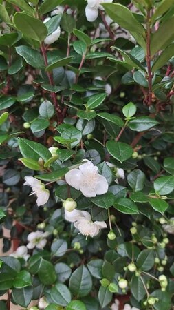Myrtus communis 3L - image 2