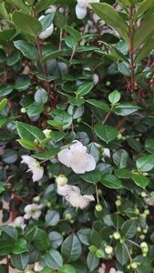 Myrtus communis 3L - image 2