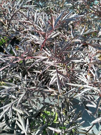 Sambucus nigra Black Lace 90-100 25L - image 1
