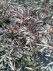 Sambucus nigra Black Lace 90-100 25L