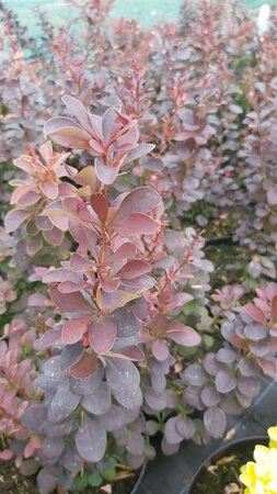 Berberis thunb. 'Golden Ring' 3L