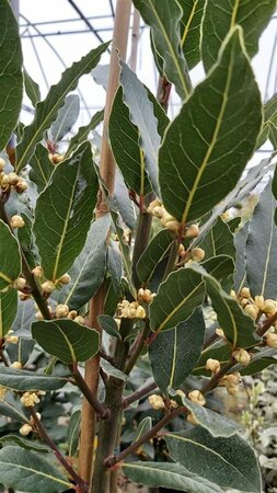 Laurus nobilis 1.2mstem 10L