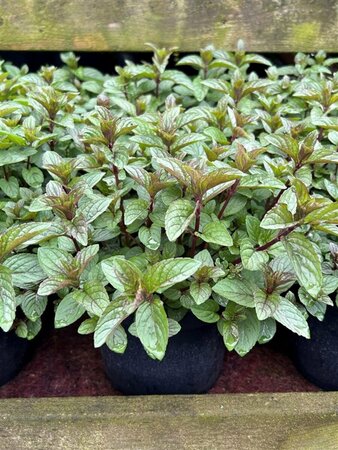 Mentha piperita 'Chocolate' 2L