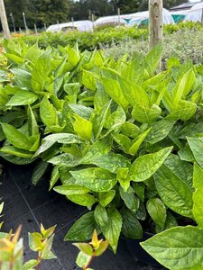 Hydrangea m. 'Lanarth White' 10L