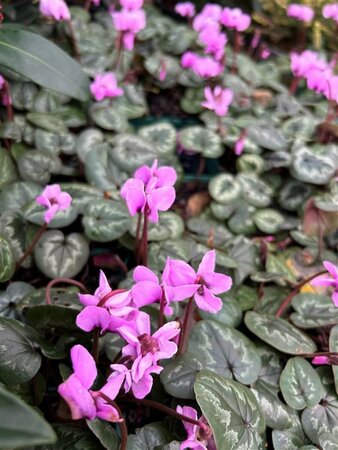 Cyclamen coum 9cm liner - image 2
