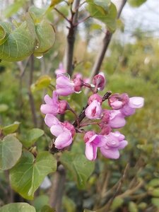 Cercis siliquastrum 90-100 Root Ball