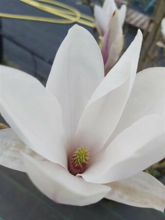 Magnolia soulangeana 125-150 Root Ball - image 1