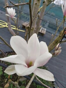 Magnolia soulangeana 125-150 Root Ball - image 2