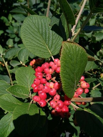 Viburnum lantana 70-80 Bare Root - image 1
