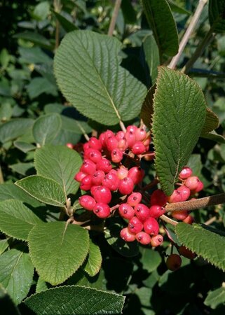 Viburnum lantana 70-80 Bare Root - image 2