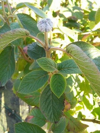 Viburnum lantana 70-80 Bare Root - image 3