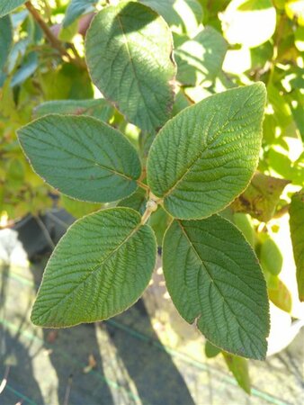 Viburnum lantana 70-80 Bare Root - image 4