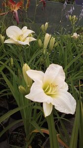 Hemerocallis Gentle Shepherd 2L