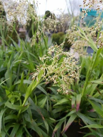 Luzula sylvatica 3L - image 2